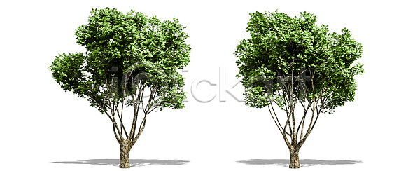 고독 성장 사람없음 JPG 포토 해외이미지 1 계절 고립 그늘 나무 나뭇가지 낙엽 내추럴 백그라운드 봄 생태학 숲 식물 싱글 야외 에코 엘리먼트 여름 열대우림 옛날 오브젝트 유기농 잎 자르기 자연 줄기 초록색 추상 큼 해외202008 해외포토 환경 흰색