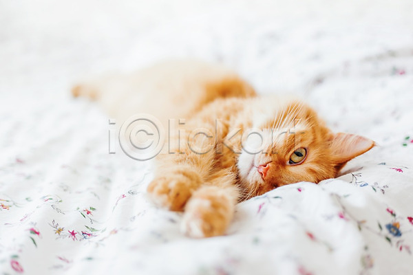 사람없음 JPG 포토 해외이미지 고양이 눕기 반려동물 반려묘 실내 안락 이불 침대 한마리 해외202008 햇빛