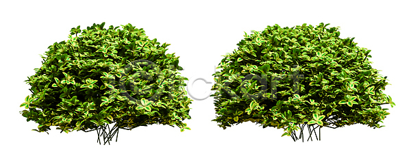 고독 성장 사람없음 JPG 포토 해외이미지 1 계절 고립 그늘 나무 나뭇가지 낙엽 내추럴 백그라운드 봄 생태학 숲 식물 싱글 야외 에코 엘리먼트 여름 열대우림 옛날 오브젝트 유기농 잎 자르기 자연 줄기 초록색 추상 큼 해외202008 해외포토 환경 흰색