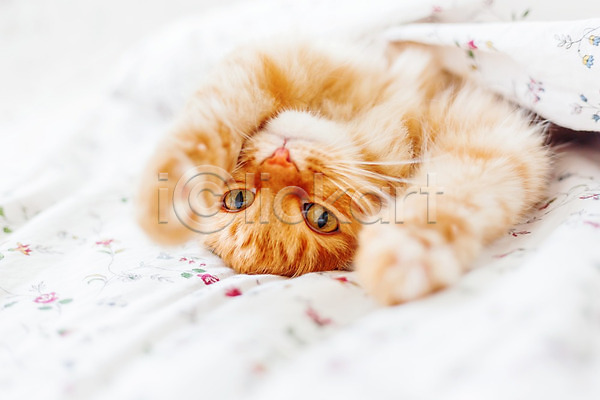 사람없음 JPG 포토 해외이미지 고양이 반려동물 반려묘 실내 안락 이불 침대 한마리 해외202008 햇빛