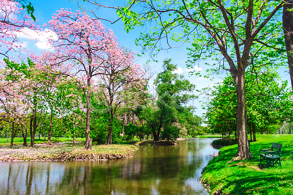 사람없음 JPG 포토 해외이미지 공원 나무 물 반사 방콕 벚꽃 벤치 봄 야외 자연 주간 태국 풍경(경치) 하늘 해외202008 호수