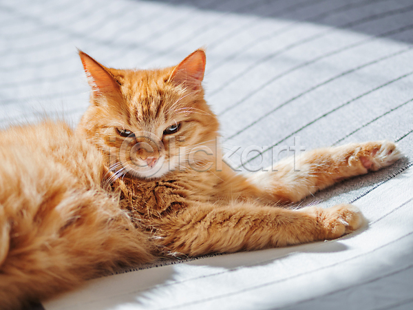 휴식 사람없음 JPG 포토 해외이미지 고양이 그림자 낮잠 반려동물 반려묘 시트 실내 이불 침대 한마리 해외202008 햇빛
