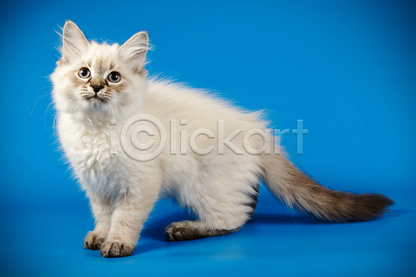 사람없음 JPG 포토 해외이미지 고양이 네바마스커레이드 반려동물 파란색 한마리 해외202008