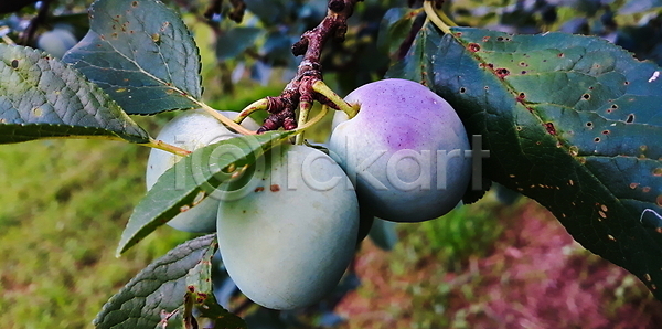마케팅 선택 신선 사람없음 JPG 포토 해외이미지 과일 나무 나뭇가지 내추럴 농업 농장 다발 백그라운드 식물 유기농 음식 잎 자두 자연 정원 채식주의자 초록색 파란색 해외202008 해외포토