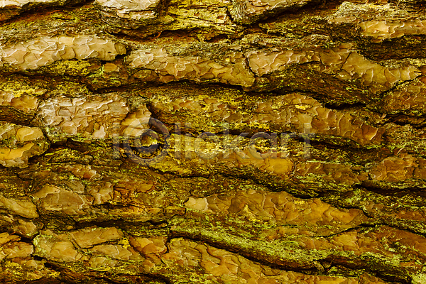 건조 사람없음 JPG 포토 해외이미지 갈색 거친 나무 나무껍질 내추럴 디자인 목재 묘사 백그라운드 소나무 식물 옛날 자연 질감 추상 패턴 표면 피부 해외202008