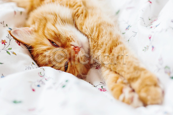사람없음 JPG 포토 해외이미지 고양이 낮잠 반려동물 반려묘 시트 실내 이불 침대 한마리 해외202008 햇빛