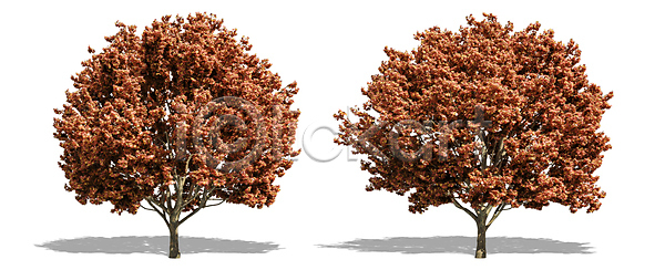 고독 성장 사람없음 JPG 포토 해외이미지 1 계절 고립 그늘 나무 나뭇가지 낙엽 내추럴 백그라운드 봄 생태학 숲 식물 싱글 야외 에코 엘리먼트 여름 열대우림 옛날 오브젝트 유기농 잎 자르기 자연 줄기 초록색 추상 큼 해외202008 해외포토 환경 흰색