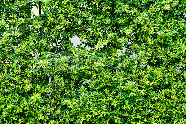 사람없음 JPG 포토 해외이미지 공원 나무 내추럴 디자인 백그라운드 벽 벽지 봄 생태학 식물 아이비 여름(계절) 울타리 잎 자연 장식 정원 질감 초록색 추상 패턴 해외202008