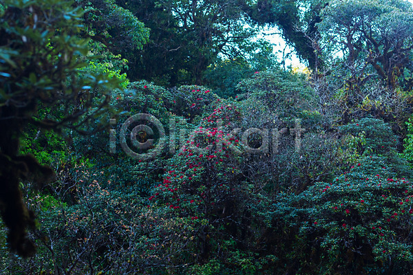 사람없음 JPG 포토 해외이미지 나무 백그라운드 숲 자연 초록색 태양 풍경(경치) 해외202008
