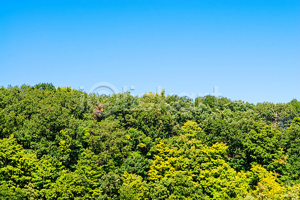 성장 사람없음 JPG 포토 해외이미지 계절 그리너리 나무 내추럴 백그라운드 삼림지대 생태학 수평선 숲 시골 식물 야외 우주 잎 자연 장면 정상 초록색 파란색 풍경(경치) 하늘 해외202008 환경 황무지
