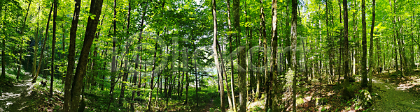 사랑 순수 역동적 유혹 평화 활발 사람없음 JPG 포토 해외이미지 가로 광선 구성 그리너리 그림자 길 땅 마법 명상 빛망울 새벽 생태계 생태학 아날로그 야광 야생동물 일출 잎 파노라마 풍경 필름 해외202008 해외포토 햇빛 황혼 효과 휴가 힘