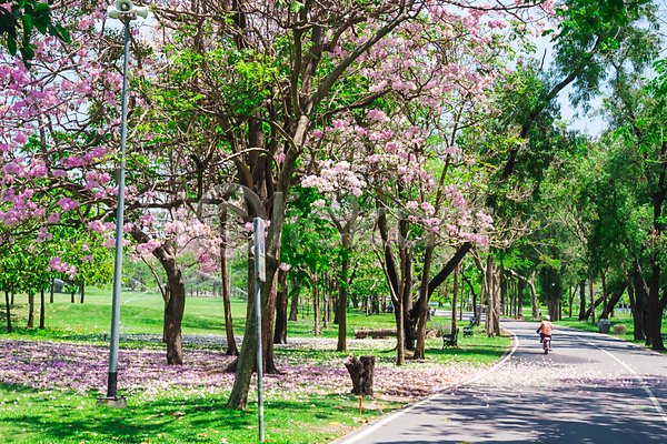 사람없음 JPG 포토 해외이미지 공원 나무 방콕 벚꽃 봄 산책로 야외 자연 주간 태국 풍경(경치) 해외202008