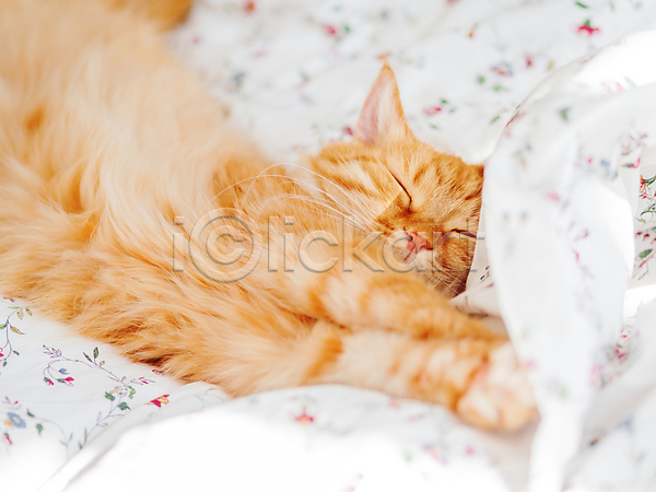 휴식 사람없음 JPG 포토 해외이미지 고양이 낮잠 반려동물 반려묘 시트 실내 이불 침대 한마리 해외202008 햇빛