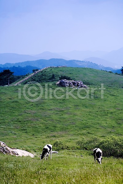 사람없음 JPG 포토 가축 동물 두마리 목장 방목 백그라운드 산 야외 언덕 여름(계절) 여름풍경 자연 젖소 축산업 풍경(경치)