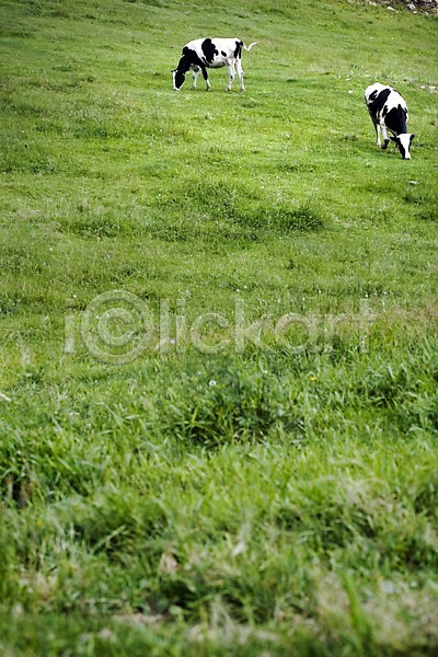사람없음 JPG 포토 가축 동물 두마리 목장 방목 백그라운드 산 야외 언덕 여름(계절) 여름풍경 자연 젖소 축산업 풍경(경치)