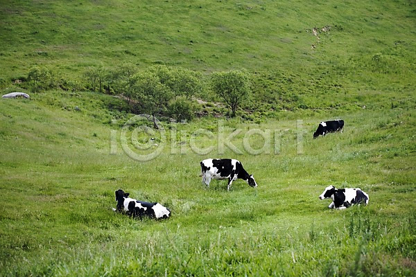 사람없음 JPG 포토 가축 동물 목장 방목 백그라운드 산 야외 언덕 여러마리 여름(계절) 여름풍경 자연 젖소 축산업 풍경(경치)
