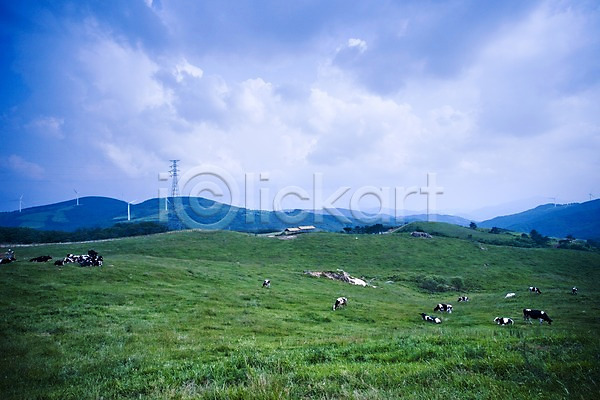 사람없음 JPG 포토 동물 목장 백그라운드 야외 언덕 여러마리 여름(계절) 여름풍경 자연 젖소 축산업 풍경(경치)