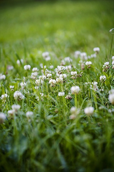 사람없음 JPG 포토 꽃 식물 야외 자연 주간 토끼풀 토끼풀꽃 풀(식물) 흰색