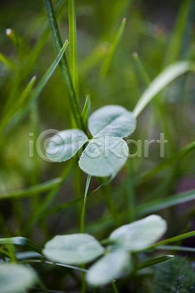 사람없음 JPG 근접촬영 포토 식물 야외 자연 주간 초록색 클로버 토끼풀 풀(식물)