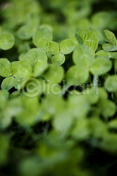 사람없음 JPG 근접촬영 포토 식물 야외 자연 주간 초록색 클로버 토끼풀 풀(식물)