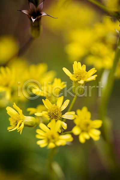 사람없음 JPG 근접촬영 포토 꽃 노란색 들꽃 식물 애기기린초 야외 자연 주간