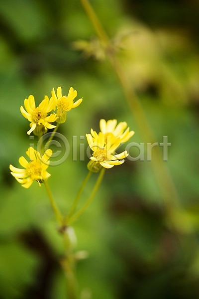 사람없음 JPG 근접촬영 포토 꽃 노란색 들꽃 식물 애기기린초 야외 자연 주간