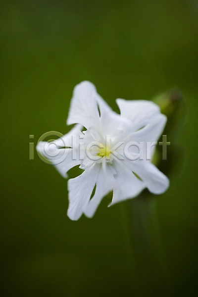 사람없음 JPG 근접촬영 포토 꽃 들꽃 식물 야외 자연 주간 한송이 흰색