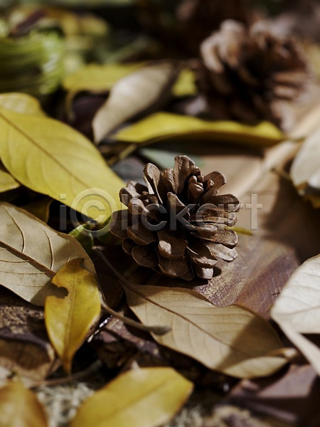 사람없음 JPG 아웃포커스 포토 가을(계절) 가을풍경 계절 나뭇잎 낙엽 솔방울 스튜디오촬영 식물 실내 오브젝트 잎 자연