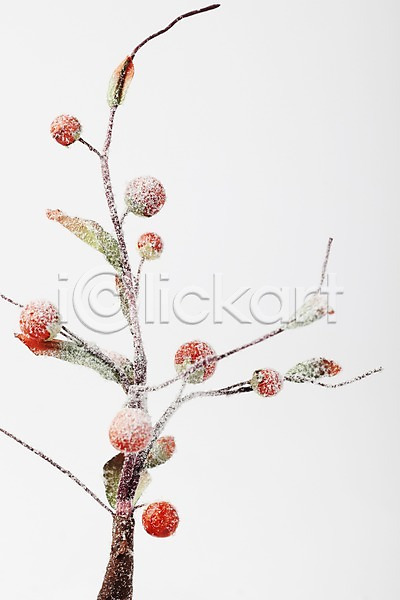 사람없음 JPG 포토 겨울 계절 나무 나뭇가지 눈(날씨) 스튜디오촬영 식물 실내 열매 오브젝트 자연