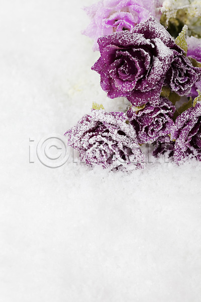 사람없음 JPG 포토 겨울 계절 공백 꽃 눈(날씨) 백그라운드 보라색 스튜디오촬영 식물 실내 여러송이 오브젝트 자연 장미 컬러