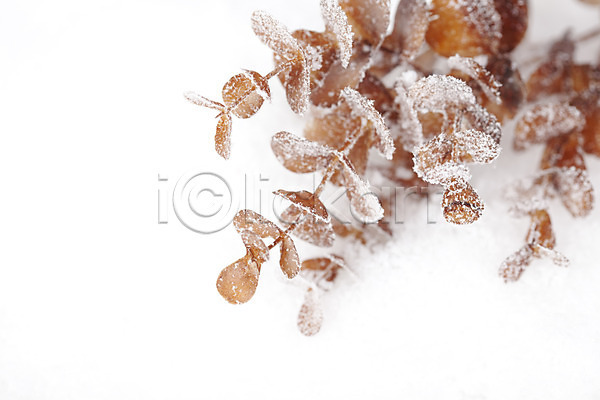 사람없음 JPG 근접촬영 아웃포커스 포토 겨울 계절 공백 나무 나뭇가지 눈(날씨) 백그라운드 솔방울 스튜디오촬영 식물 실내 오브젝트 자연