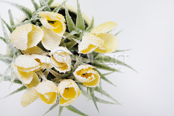 사람없음 JPG 포토 겨울 계절 공백 꽃 노란색 눈(날씨) 백그라운드 스튜디오촬영 식물 실내 오브젝트 자연 컬러 화분 화초