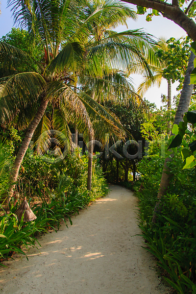 사람없음 JPG 포토 해외이미지 계절 나무 나뭇가지 모래 몰디브 섬 손바닥 숲 식물 여름(계절) 잎 자연 초록색 코코넛 파라다이스 해외202008 환경 휴가