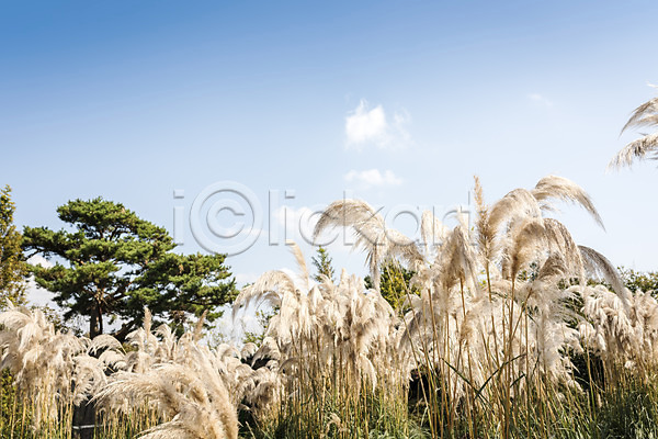 감성 편안함 사람없음 JPG 포토 가을(계절) 가을풍경 계절 꽃밭 야외 여행 자연 주간 팜파스그라스 풍경(경치) 하늘