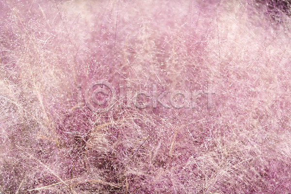 감성 편안함 사람없음 JPG 포토 가을(계절) 가을풍경 계절 꽃밭 야외 여행 자연 주간 풍경(경치) 핑크뮬리