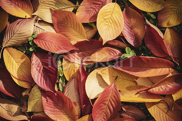 편안함 사람없음 JPG 근접촬영 포토 가을(계절) 계절 낙엽 백그라운드 야외 오브젝트 주간