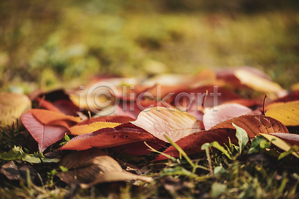 편안함 사람없음 JPG 근접촬영 아웃포커스 포토 가을(계절) 계절 낙엽 백그라운드 야외 오브젝트 주간