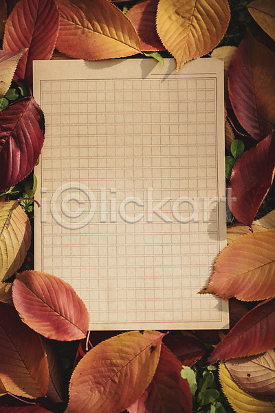 편안함 사람없음 JPG 포토 가을(계절) 계절 낙엽 백그라운드 야외 오브젝트 종이 주간 카피스페이스 프레임