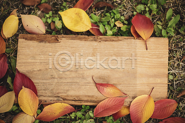 편안함 사람없음 JPG 포토 가을(계절) 계절 나무 나무판자 낙엽 백그라운드 야외 오브젝트 주간 카피스페이스 프레임