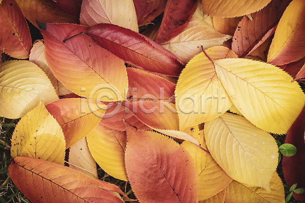 편안함 사람없음 JPG 포토 가을(계절) 계절 낙엽 백그라운드 야외 오브젝트 주간