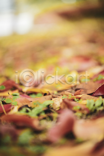 편안함 사람없음 JPG 근접촬영 아웃포커스 포토 가을(계절) 계절 공원 낙엽 백그라운드 야외 오브젝트 주간
