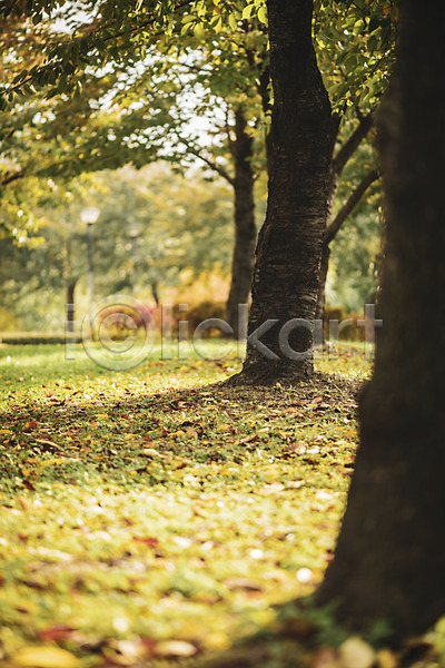 편안함 사람없음 JPG 포토 가을(계절) 계절 공원 나무 낙엽 백그라운드 야외 오브젝트 주간