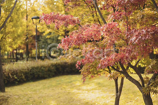 편안함 사람없음 JPG 포토 가을(계절) 계절 나무 낙엽 백그라운드 야외 오브젝트 주간