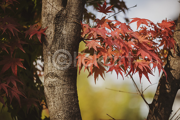 편안함 사람없음 JPG 아웃포커스 포토 가을(계절) 계절 나무 낙엽 백그라운드 야외 오브젝트 주간