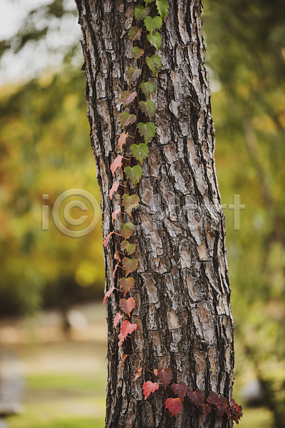 산책 편안함 사람없음 JPG 포토 가을(계절) 계절 나무 낙엽 백그라운드 야외 오브젝트 주간