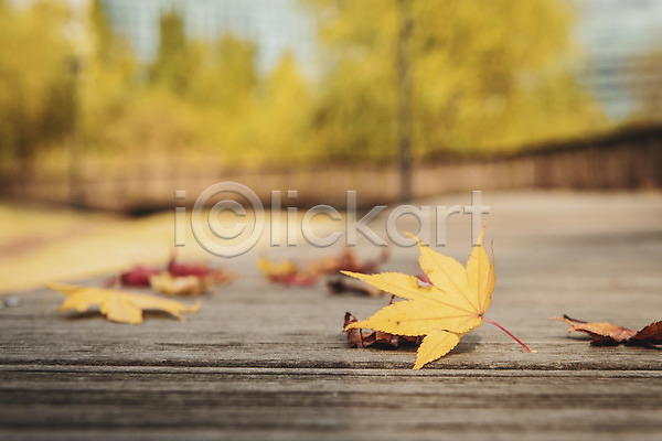 산책 편안함 사람없음 JPG 근접촬영 아웃포커스 포토 가을(계절) 계절 낙엽 백그라운드 야외 오브젝트 주간