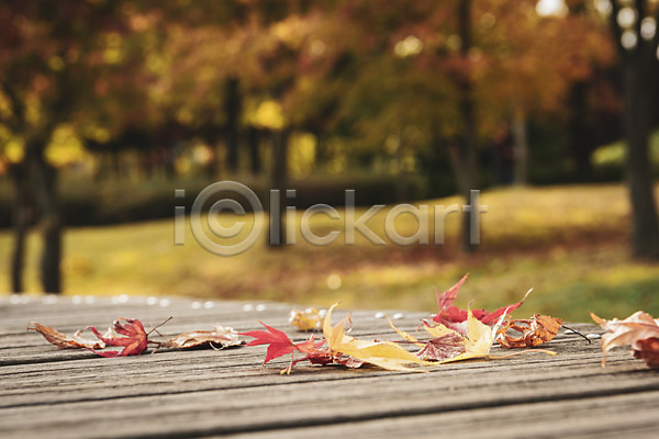 산책 편안함 사람없음 JPG 포토 가을(계절) 계절 낙엽 백그라운드 야외 오브젝트 주간