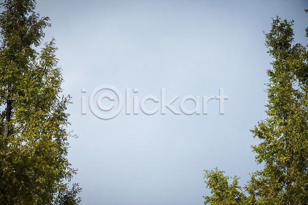 산책 편안함 사람없음 JPG 포토 가을(계절) 계절 구름(자연) 나무 낙엽 백그라운드 야외 오브젝트 주간 하늘