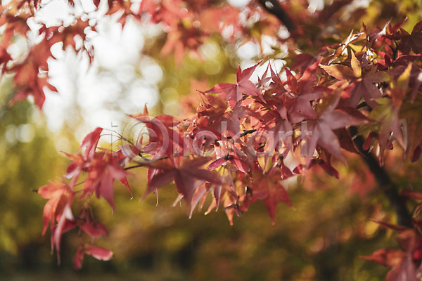 산책 편안함 사람없음 JPG 근접촬영 아웃포커스 포토 가을(계절) 계절 낙엽 백그라운드 야외 오브젝트 주간