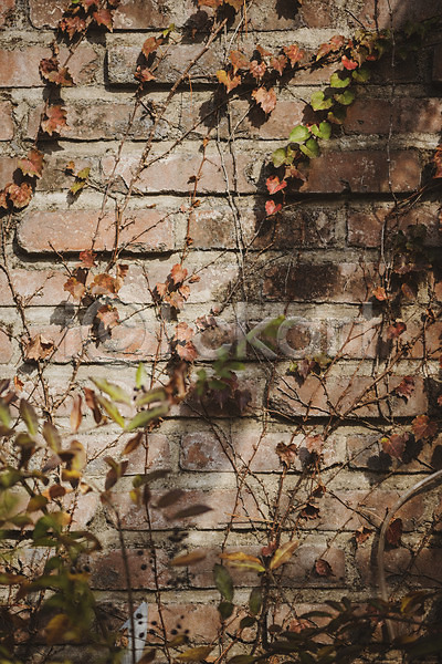 편안함 사람없음 JPG 포토 가을(계절) 계절 낙엽 덩굴 백그라운드 벽 야외 오브젝트 주간